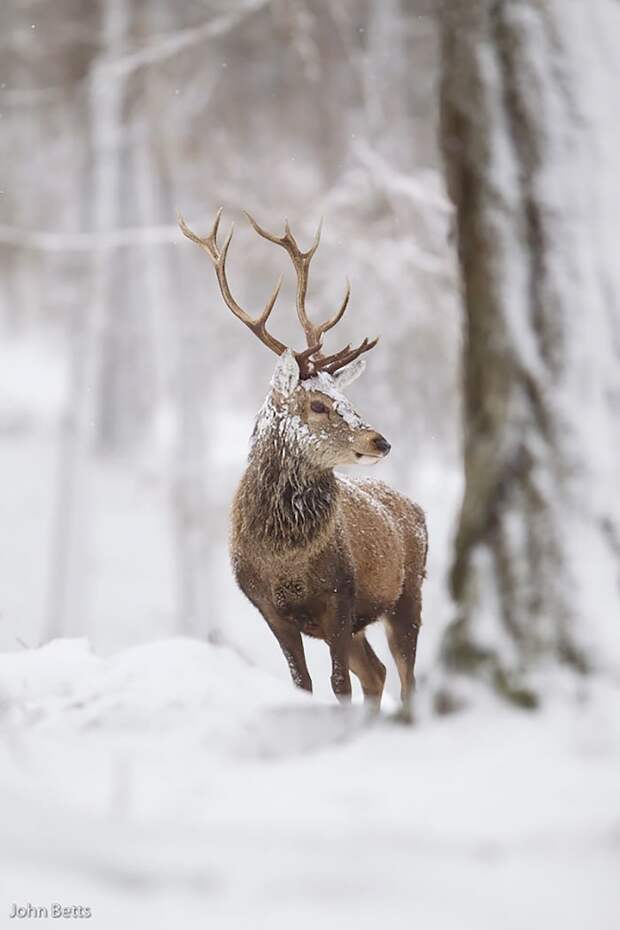 17. животные, мир, олень, природа, фотограф, фотография, шотландия