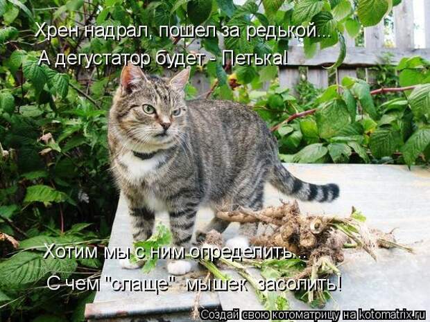 Котоматрица: Хрен надрал, пошел за редькой... А дегустатор будет - Петька!  Хотим мы с ним определить... С чем "слаще"  мышек  засолить!