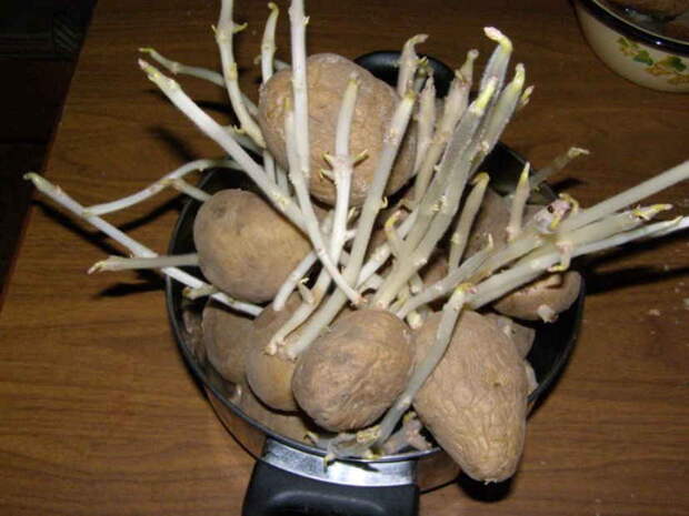 Р. Ахмедов: белые картофельные ростки лечат рак, ревматизм, подагру и повышают остроту зрения