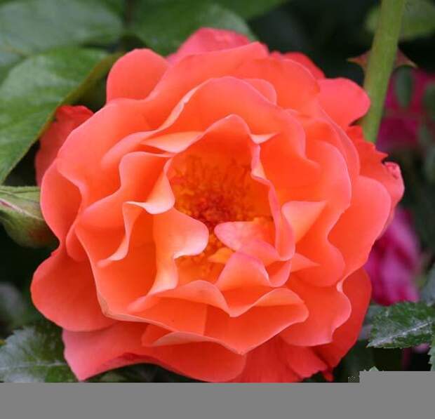 b_3024 (600x578, 29Kb)