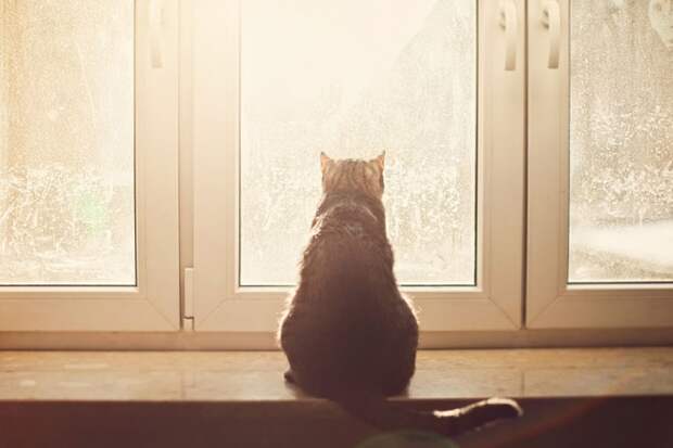7238460-R3L8T8D-650-cat-waiting-window-9