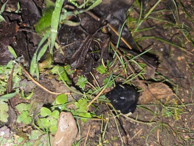 У крымчанина нашли 23 свёртка с марихуаной