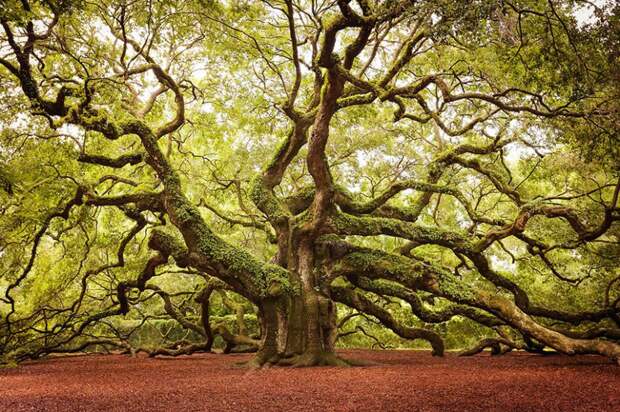16 самых красивых и величественных деревьев планеты деревья, дуб, планета, клён
