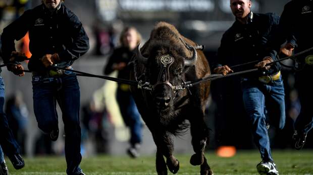 Colorado's Ralphie the Buffalo live mascot