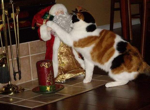 Коты на Новый год