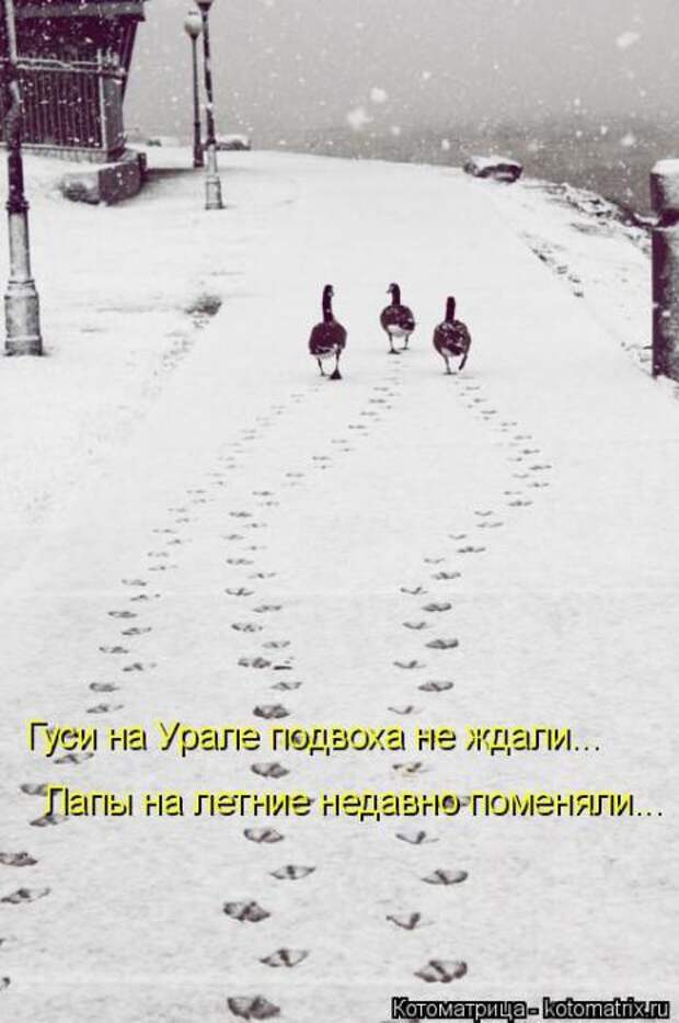 Котоматрицы(картинки с надписями)
