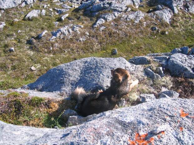 Трогающая до слез история спасения хозяина собакой, ценой собственной жизни пес спас хозяина ценой жизни, Мейсон спас хозйяку от волка, собака защитила хозяина от волка