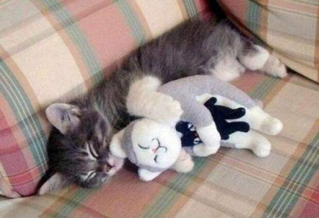 Котики