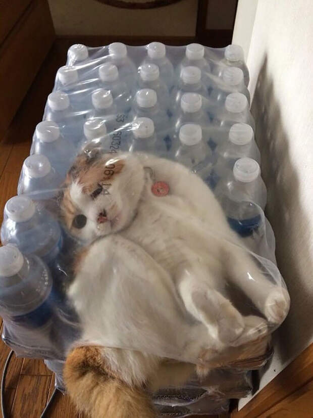 кошки которые пожалели о своем выборе 