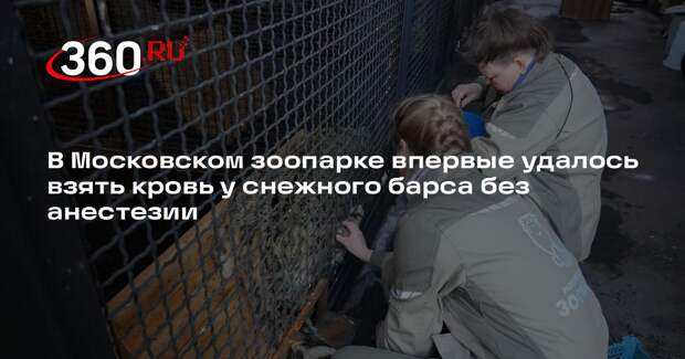 В Московском зоопарке впервые удалось взять кровь у снежного барса без анестезии