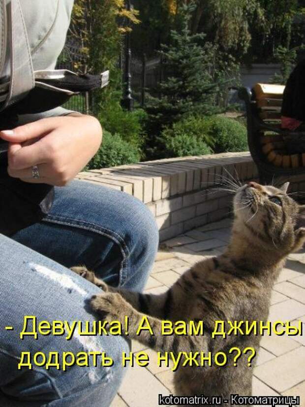 Котоматрицы(картинки с надписями)