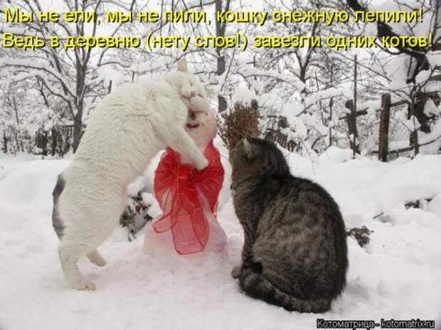 Котоматрицы (картинки с надписями)