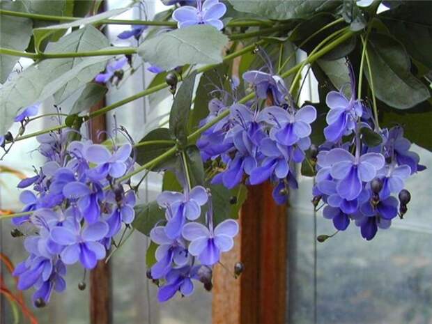 комнатные домашние цветы Клеродендрум фото, семена, описание…