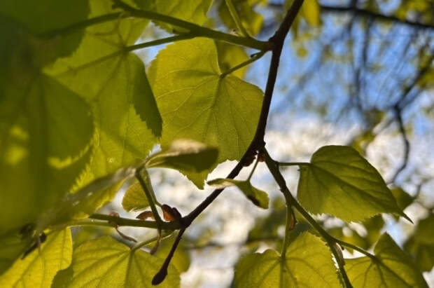 Стало известно, что происходит с телом и настроением при наступлении весны