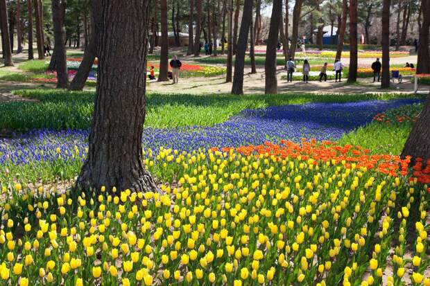 Лазурная сказка: Парк Hitachi Seaside Park