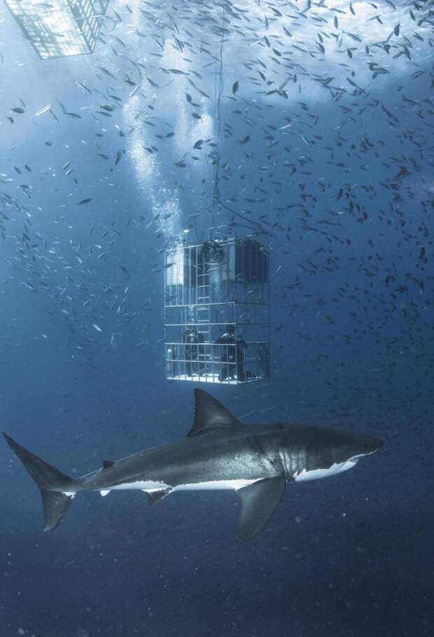 6-метровая белая акула в естественной среде обитания