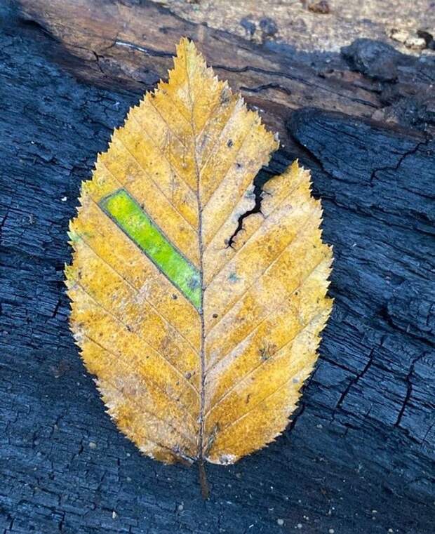 alt