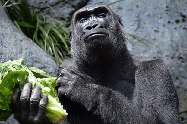10 интересных фактов о гориллах
