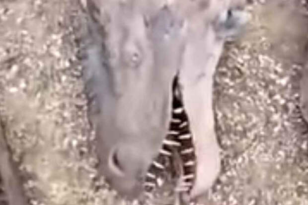 дракон, труп, ящер