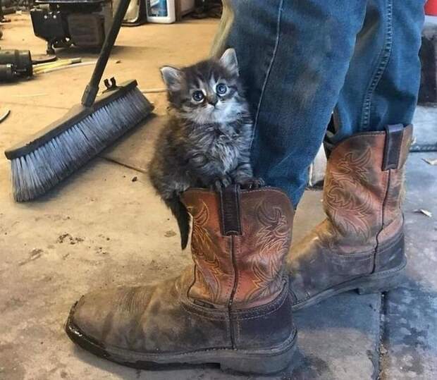 котята фото маленький котенок