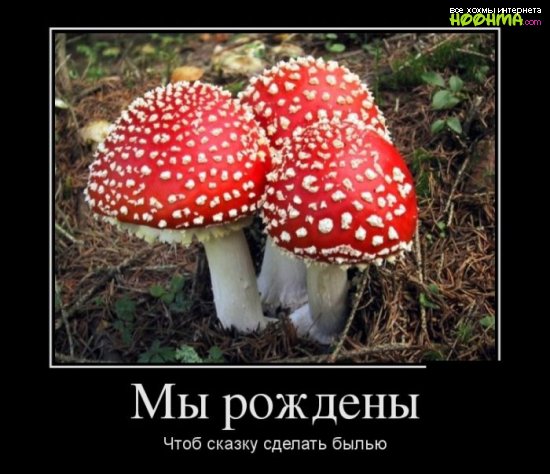 Смешные демотиваторы