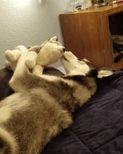 Husky Has A Complicated Relationship With Toy