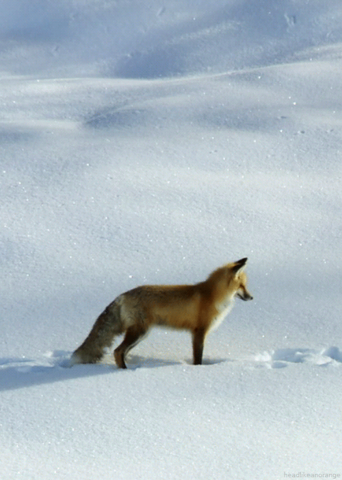 Red fox (North America - Discovery Channel)