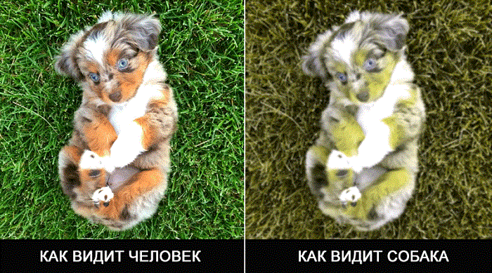 Нет настолько плохо у собак со зрением. /Фото: dogtricks.ru