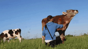 Cows Love Giving Kisses 