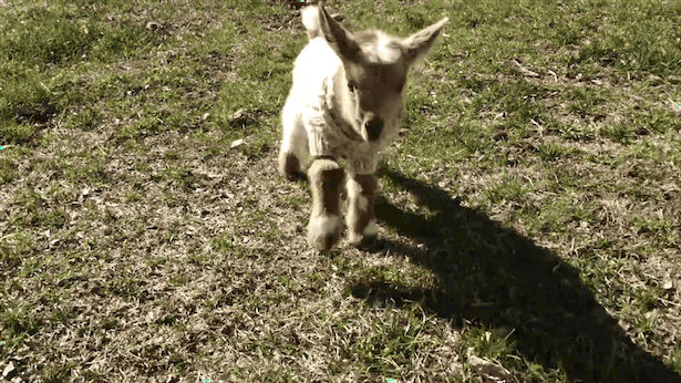 Коза прыгает. Коза gif. Козленок прыгает. Танцующий козел.