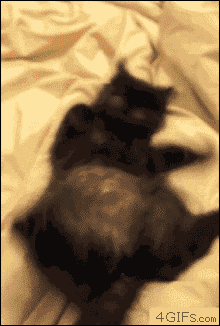 Кототерапия. Огромная порция позитива!