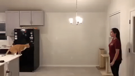 Кошка прыгает на лицо хозяйки, чтобы остановить ее пение