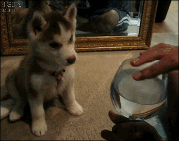 Confused husky pup