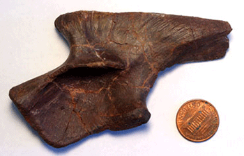 Teleocrater fossil