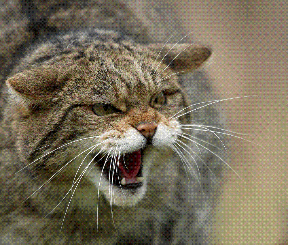 Дикие кошки котов. Европейский дикий Лесной кот. Европейская Дикая Лесная кошка. Лесная кошка (Felis Silvestris). Кавказский Лесной кот.