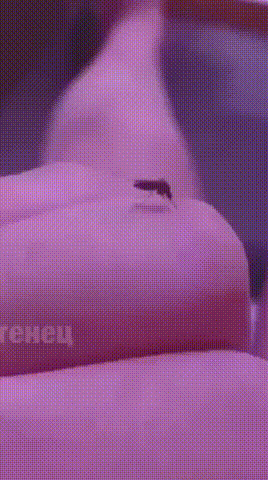 Это ловушка ! Это ловушка !