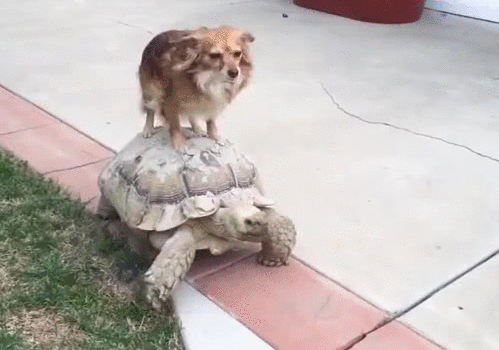 Подборка прикольных Гифок №605 (15 гифок)