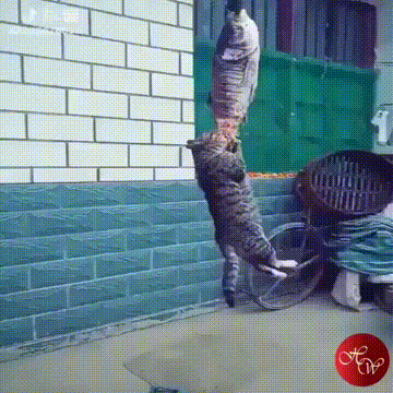 20+ котов-преступников, которых мы уже простили