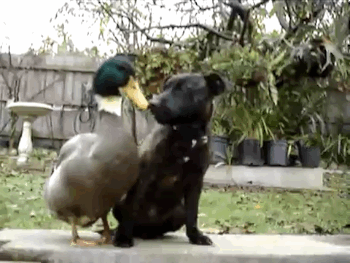 InterspeciesFriends22 InterspeciesFriends22 Самые трогательные примеры дружбы среди животных