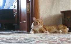 Hosted by imgur.com Кототерапия. Продолжение