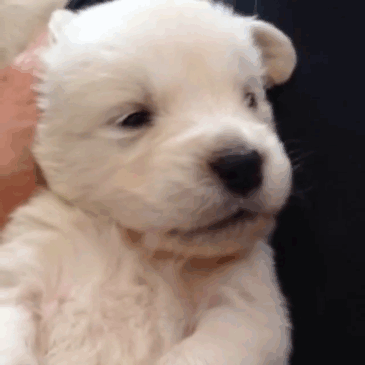 It's Just Too Cute!