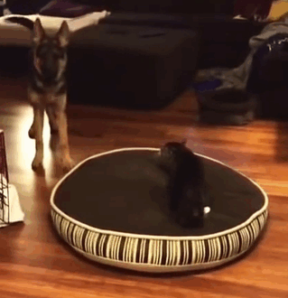 cats-stealing-dog-beds-4-57e22d2e6baf5__700
