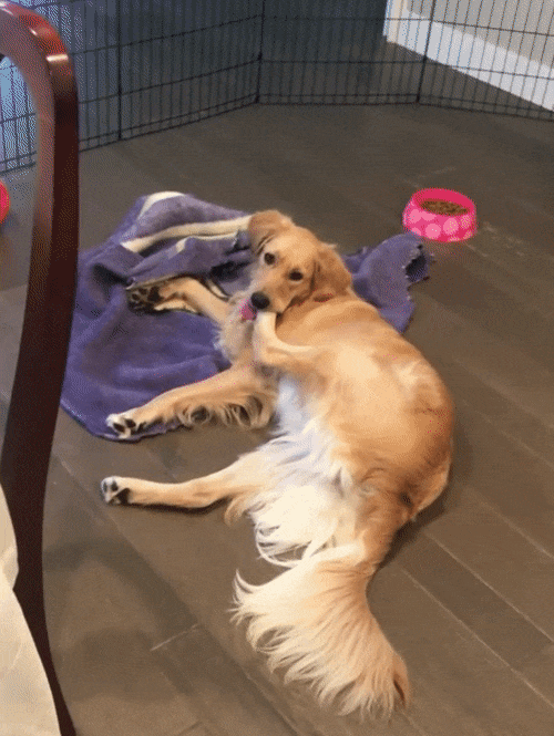 Dog Biting GIF