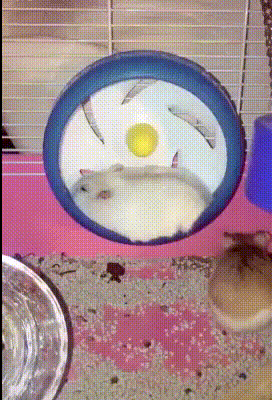 - Побежали? - Не, напрягаться не моё!