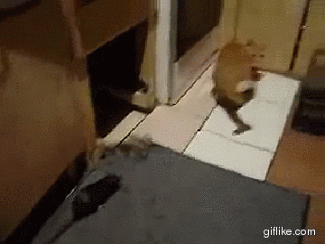 Анимированные приколы. Смотрим и отдыхаем!