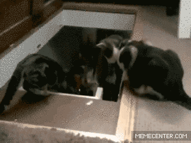 кошки которые хотели бы уничтожить этот мир