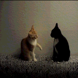Котониндзя. Пушистики снова в бою!
