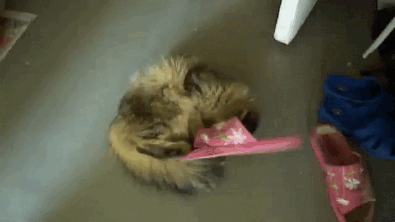 Кошачьи обломы в анимациях