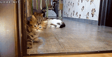 Кототерапия