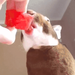 Фото: giphy.com